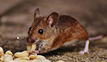 24 Hour & Emergency Exterminators in Tres Pinos, CA